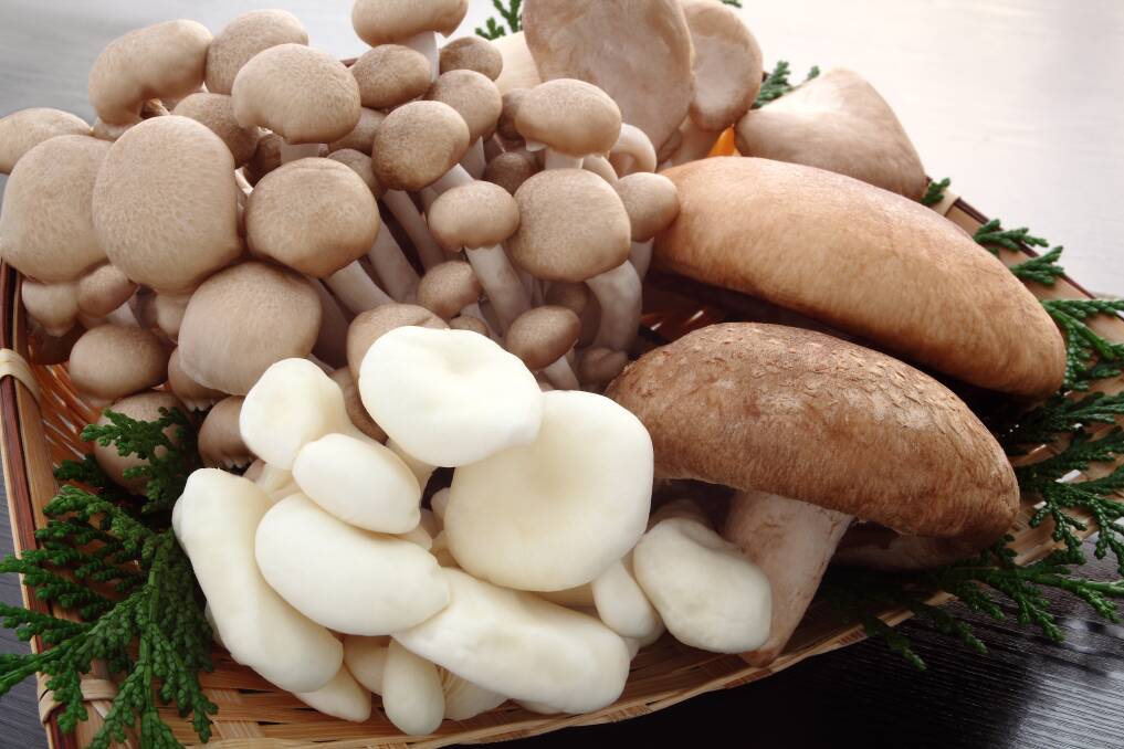 Autumn could provide the perfect conditions for a bumper crop of mushrooms.
