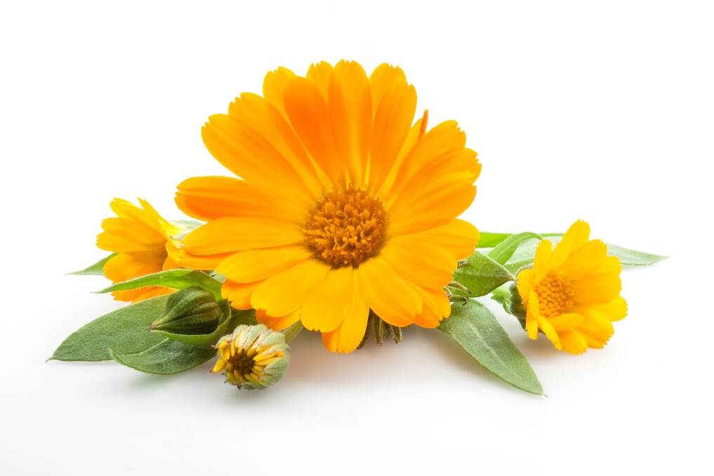 Cheerful calendula is now available in cream, peach, apricot, yellow and orange.