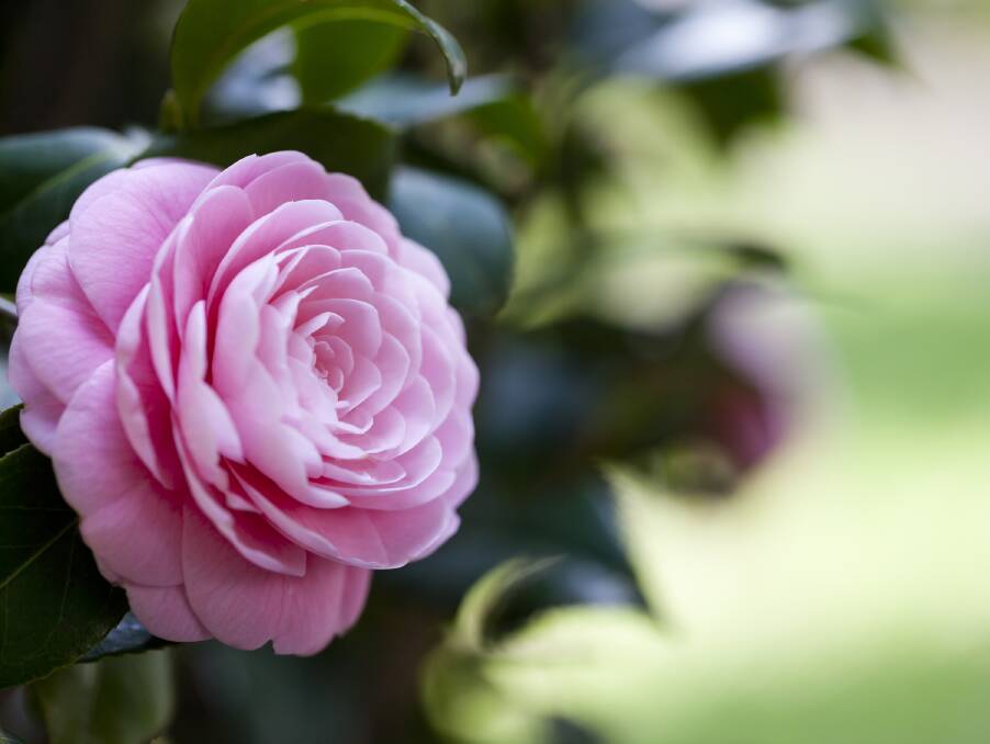 The beauty of traditional camelias is at its height in the colder months.