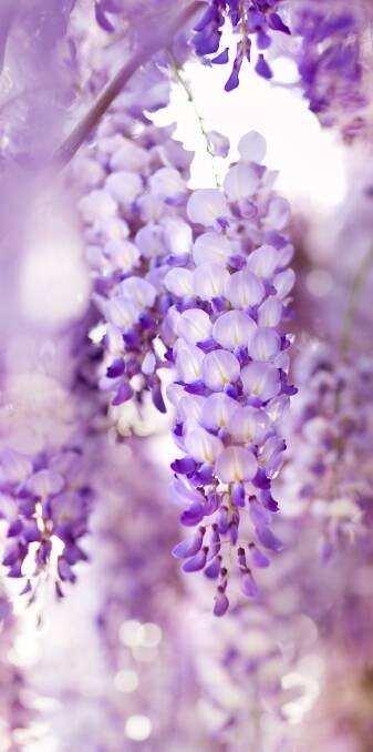 WISTERIA WISE: A beautiful and elegant climber, wisteria is very popular but does require some solid structural support like a pergola. 