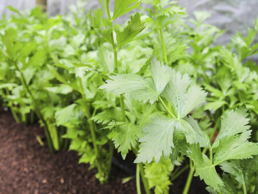 Celery is well-suited to our climate but must be grown quickly for best results.