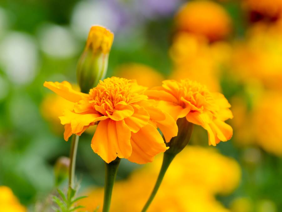Marigolds can be planted as seeds or raised from seedlings for masses of brilliant summer colour.