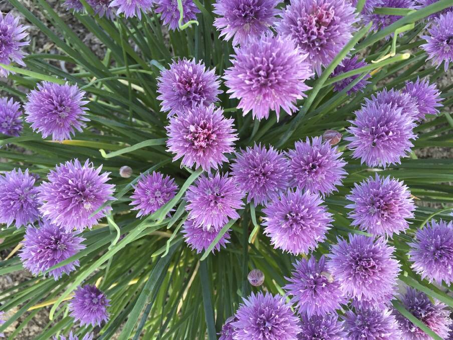 Chives are favoured for their leaves, so flowers should be removed to avoid depleting the plant.