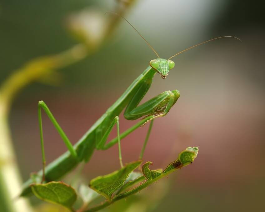 The praying mantis is very helpful in that it eats almost any insect that crosses its path.