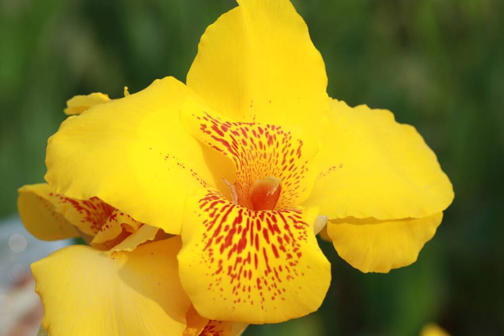 The canna was introduced to Europe from South America and Asia, and retains its exotic appearance.