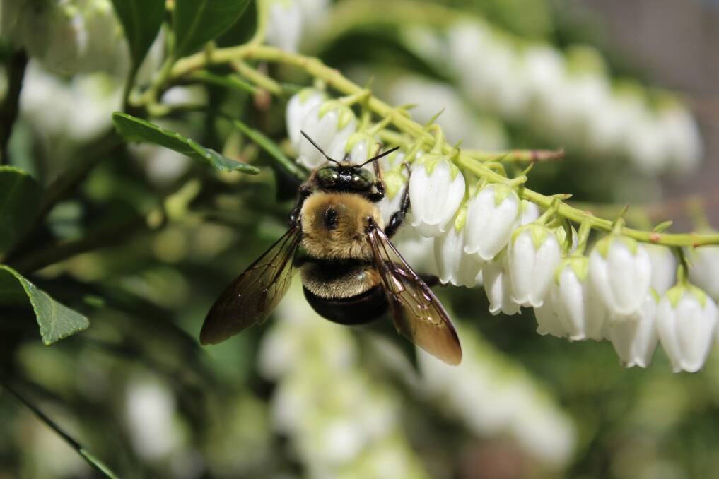 Bees are among the most valuable insects in our garden, pollinating a huge range of plants.