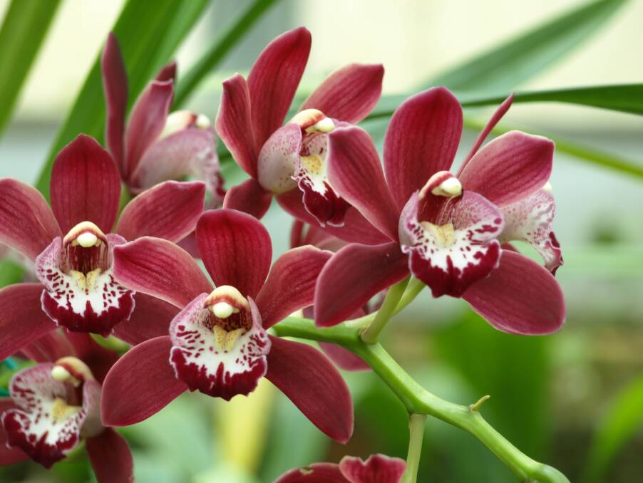 The stunning Cymbidium orchid is hardy and makes an excellent potted plant.