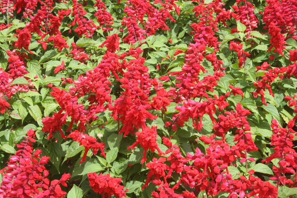 Salvia Bonfire is one of those timeless floral beauties which was stunning in our grandparents' gardens and is still as beautiful today.