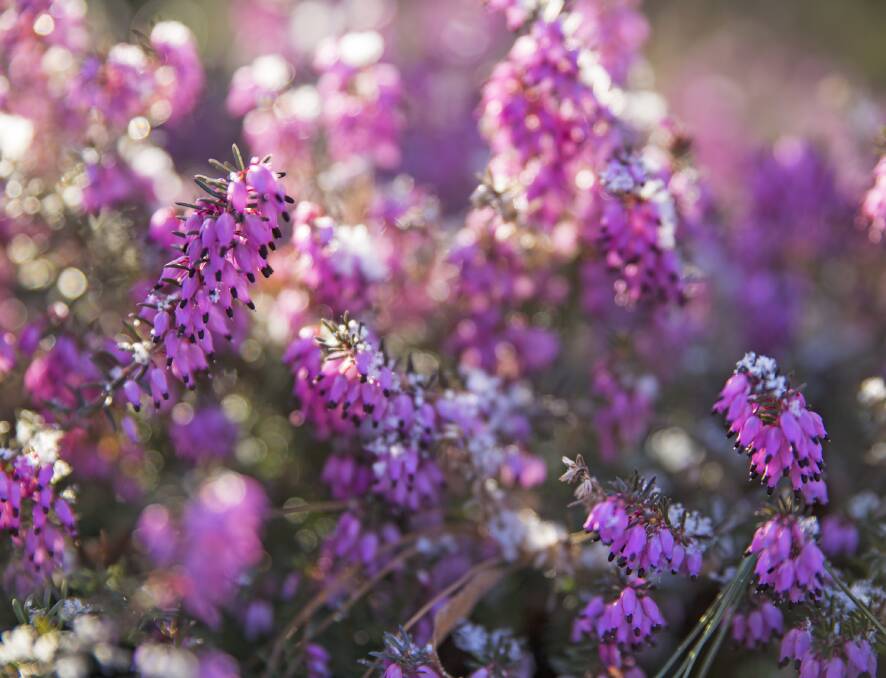 Erica, a hardy, low-growing and stunning plant is ideal for stabilising clay banks.