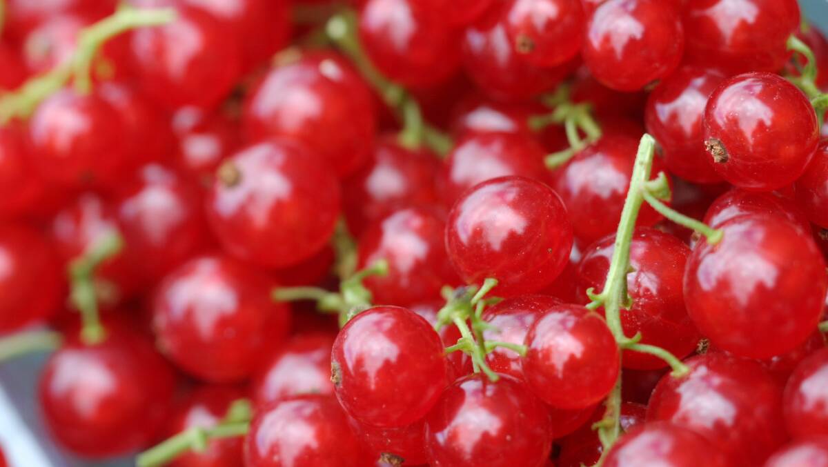 The prolific currant produces delicious fruit in a relatively small garden space.