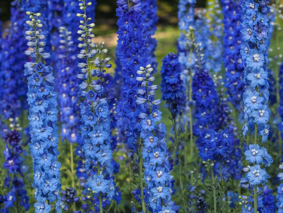 Delphiniums with their traditional looks enhance the image of that old English garden
