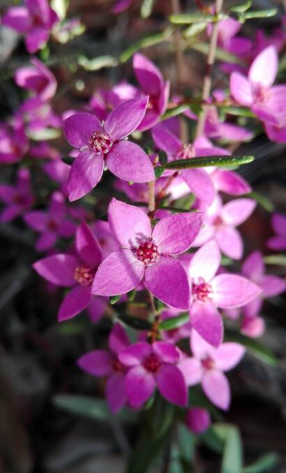 HEALTHY HYDRATION: One of the most common causes of boronia casualties is incorrect watering - either too much or too little will have a detrimental effect.