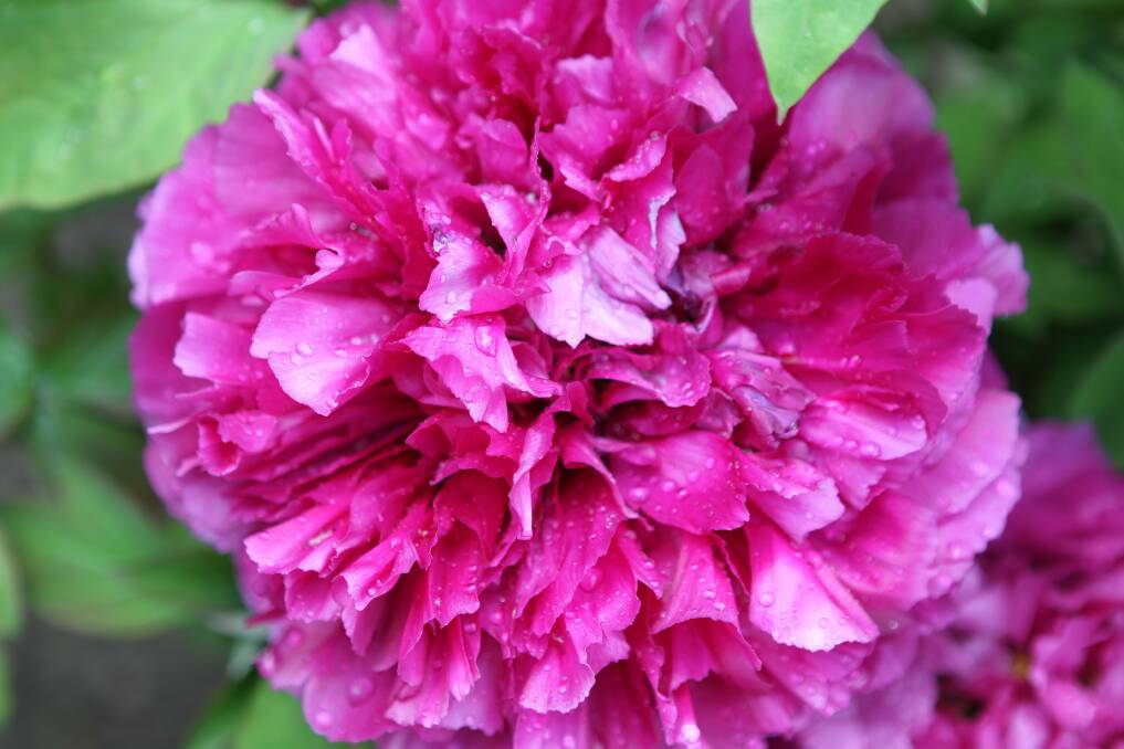 Peonies are slow to mature but are worth the wait. They do not like being disturbed. Picture: Greg Totman