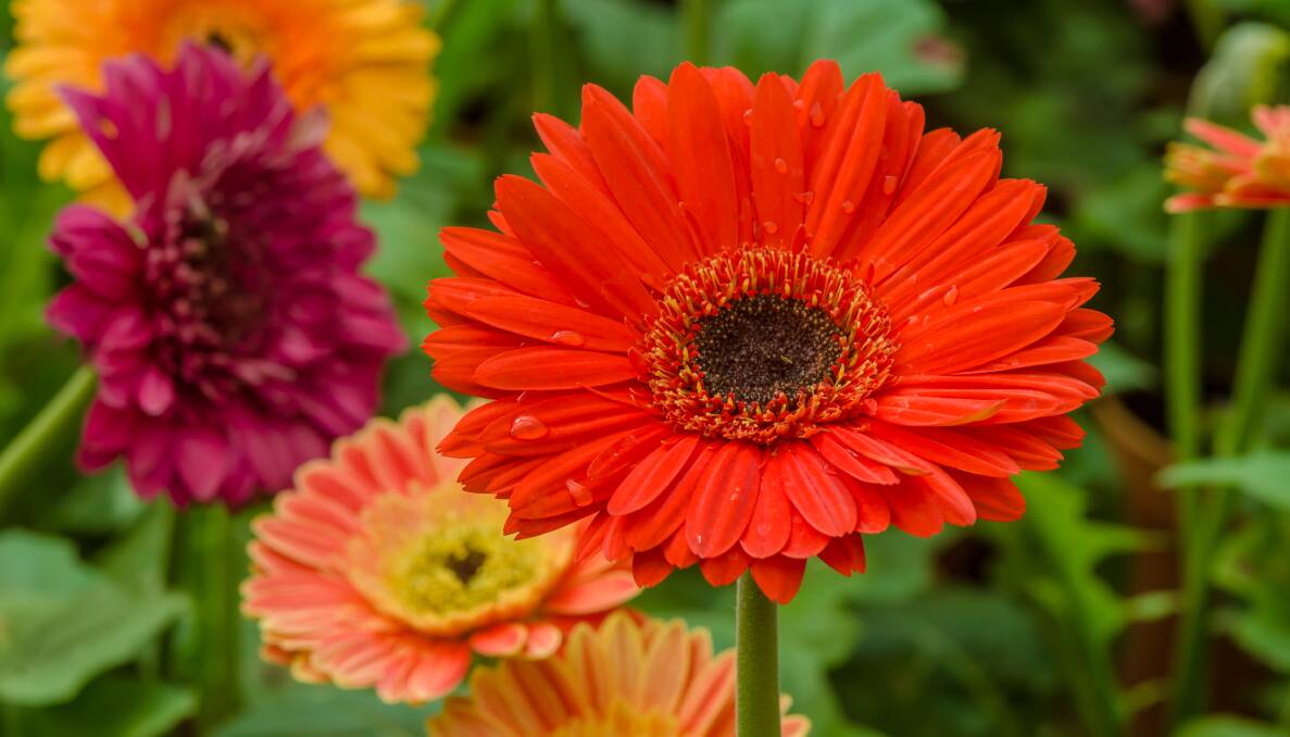 GLORIOUS: The new gerbera cultivars are not only visually stunning but also much hardier and gardener-friendly.