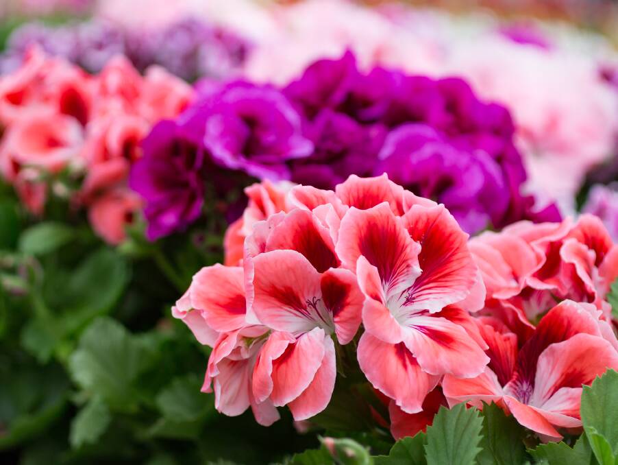 Bright and beautiful geraniums can really lift a garden with their flowers and their foliage.