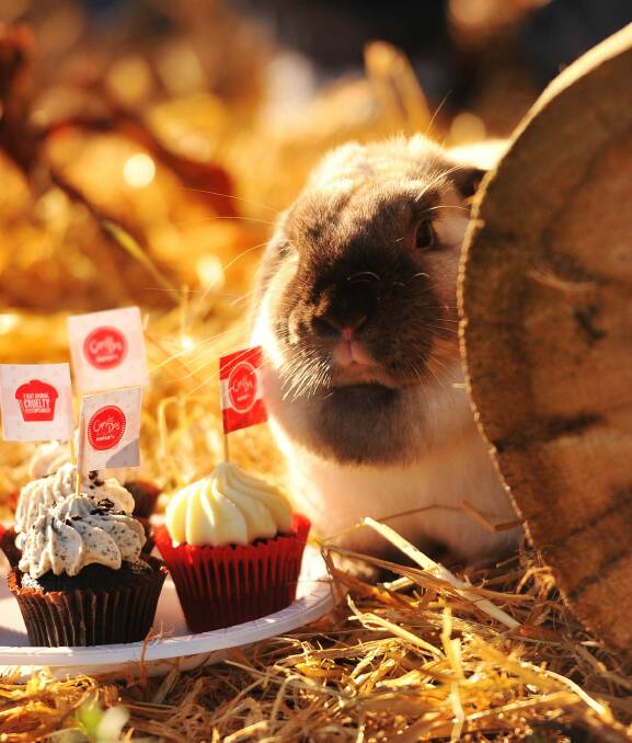 DELICIOUS: Clover the bunny getting ready for the annual RSPCA Cupcake Day. Picture: Scott Gelston
