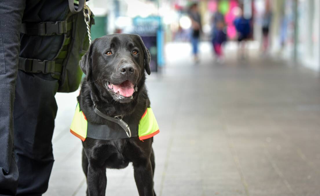 PAW PATROLS: Tasmania Police increased its high-visibility patrols in 2017, which featured Fang the drug detector dog. Picture: Paul Scambler