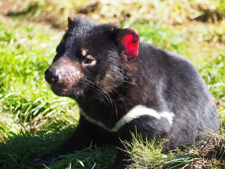 Healthy Tasmanian devils will be released at Stony Head next week. Picture: Melissa Mobbs