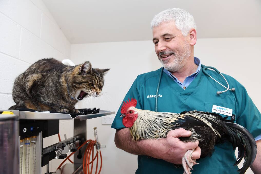 NEW SERVICE: RSPCA Tasmania's new Chief Veterinarian Dr Andrew Byrne with Boss the cat and Kevin the Rooster. Picture: Scott Gelston. 