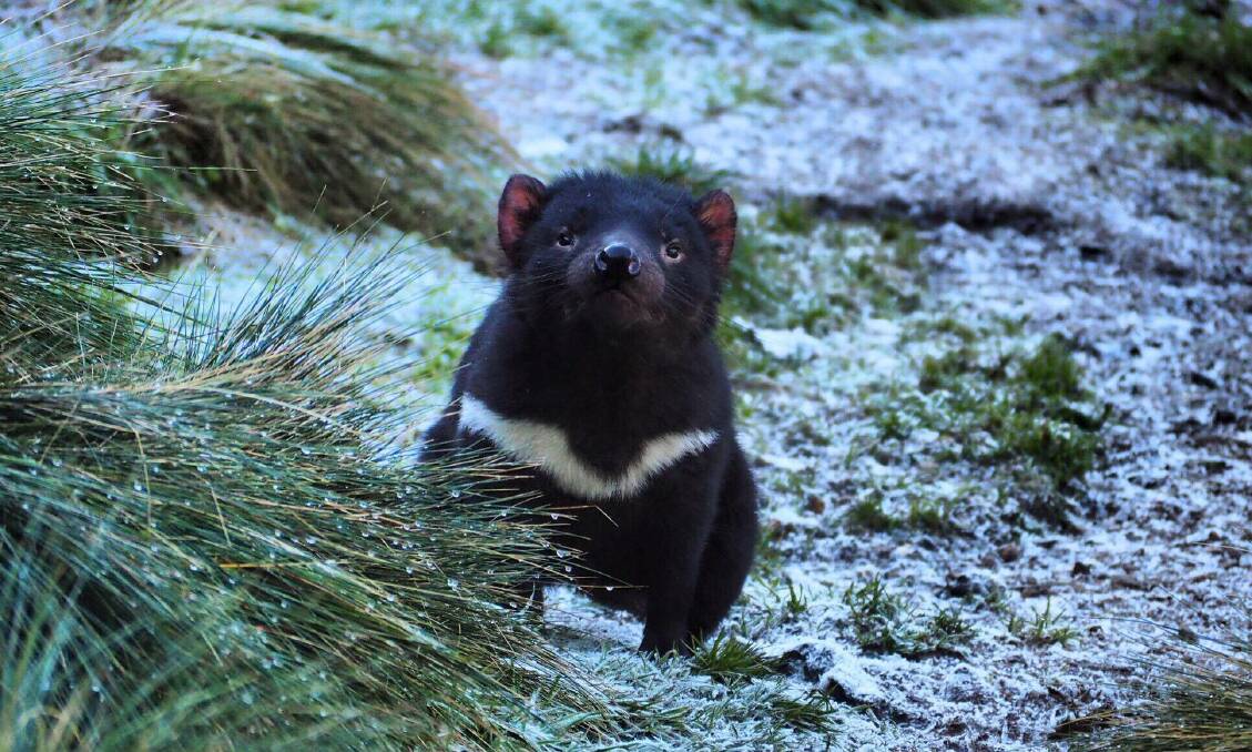 DISCOVERY: Macquarie University and the Save the Tasmanian Devil Program researchers have discovered human parasites in Tasmanian devils.
