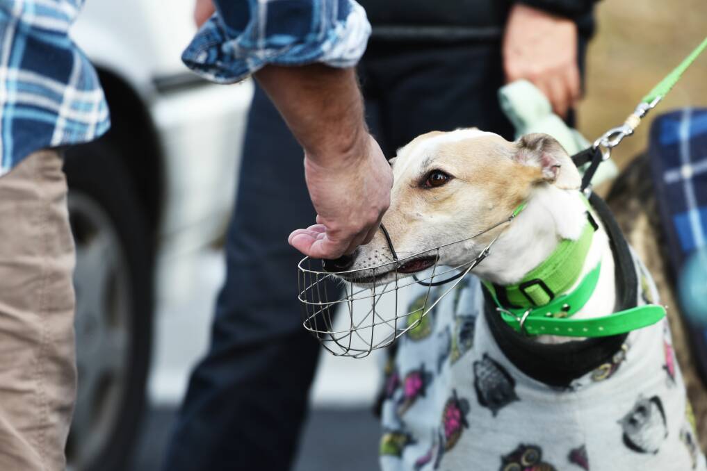 PUPPY LOVE: The Greyhound Adoption Program Tasmania hosted a walk at Heritage Forest, Launceston on Sunday. PICTURE: Scott Gelston.