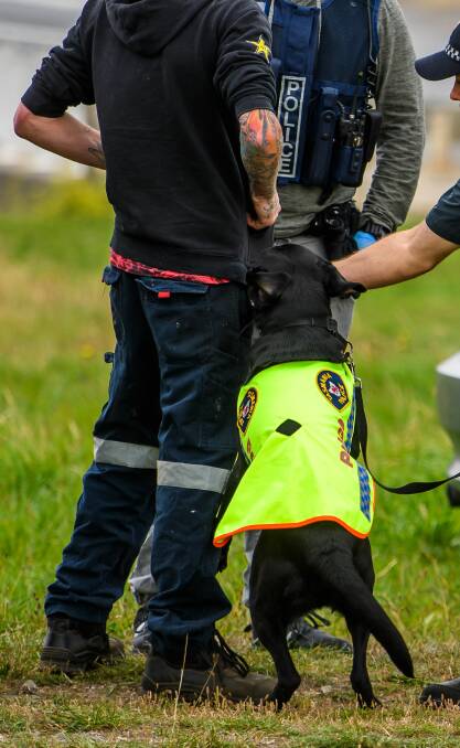 ON THE JOB: Drug detection dog Fang working at the Rocherlea RBT site on Wednesday. Picture: Scott Gelston