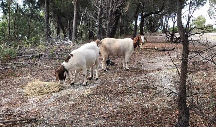 A Bellingham man is devastated after his goat was killed. Picture: Supplied