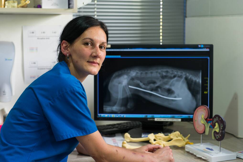 Animal Medical Centre veterinarian Jenny Griffiths examining an Xray of a pup who swallowed a piece of fence wire. Picture: Phillip Biggs
