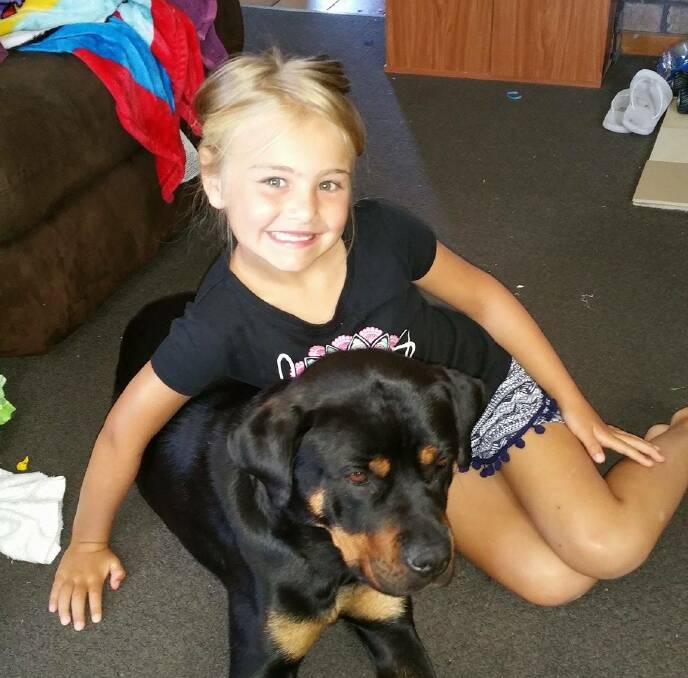 Two-year-old Rotweiller Sasha was stolen from a backyard in Ravenswood last month.