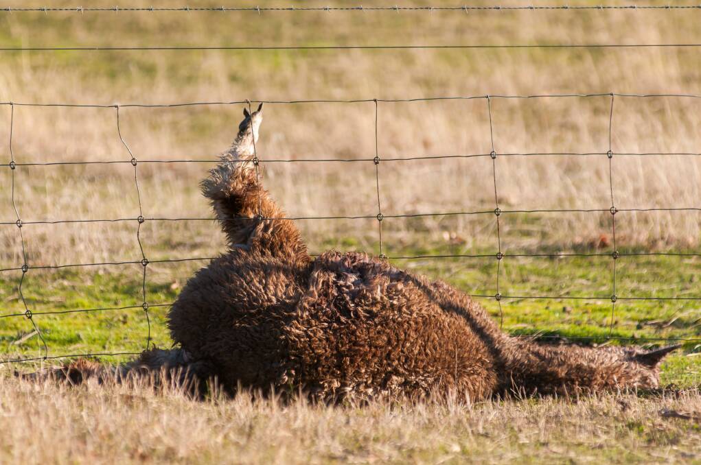 ANIMAL ATTACK: At least 20 livestock, including six pregnant alpacas, were found dead on four St Leonards properties. Picture: Phillip Biggs