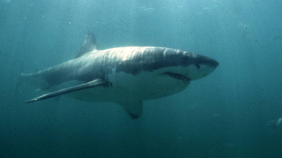 A great white shark, similar to the one pictured above, was spotted off Tasmania's East Coast on Sunday morning.