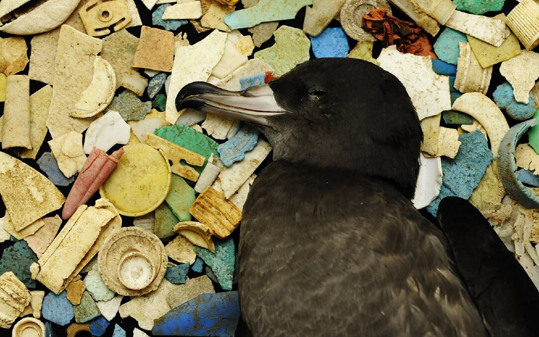 'A Plastic Ocean' highlights the deadly impacts of plastic pollution on seabirds.