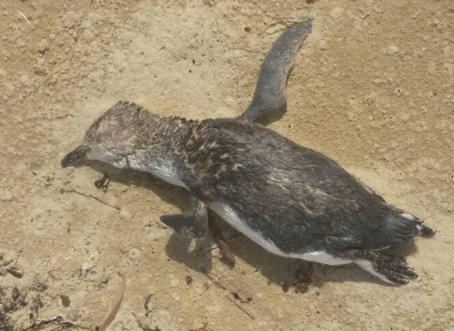 The penguins were found by a beach-goer in the North of the state.