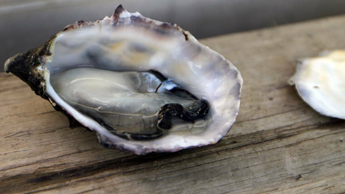 Shellfish testing funds in budget