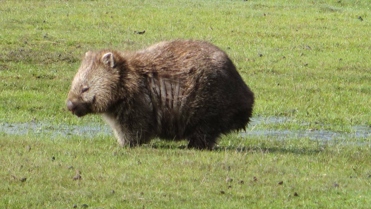 Wombat protection boost