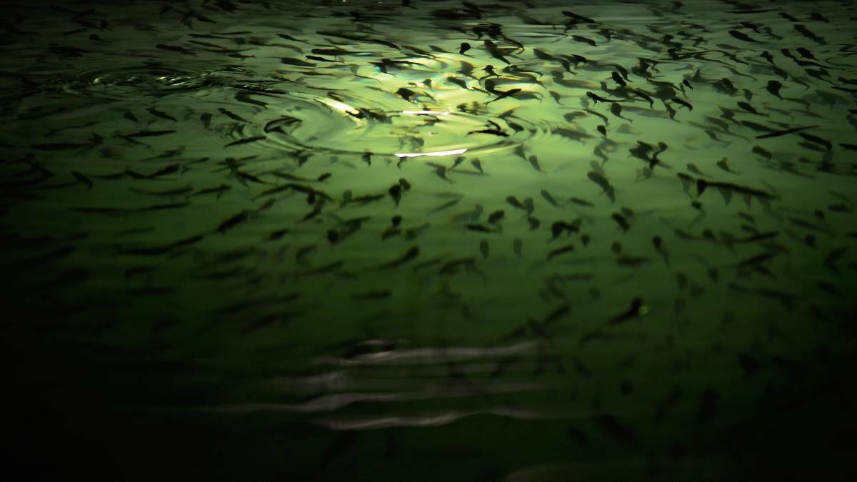 Finfish farming future debated