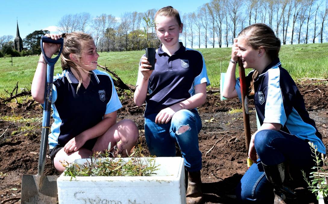 PLANTING: Hagley Farm Primary School pupils Bella Dyer, Lilly Chapman and Faith Quarrell planting natives. Picture: Neil Richardson