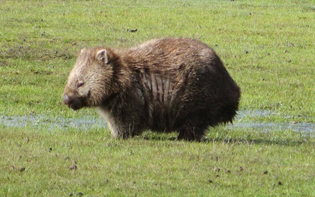 A wombat infested with mange in Narawntapu National Park in Northern Tasmania. 