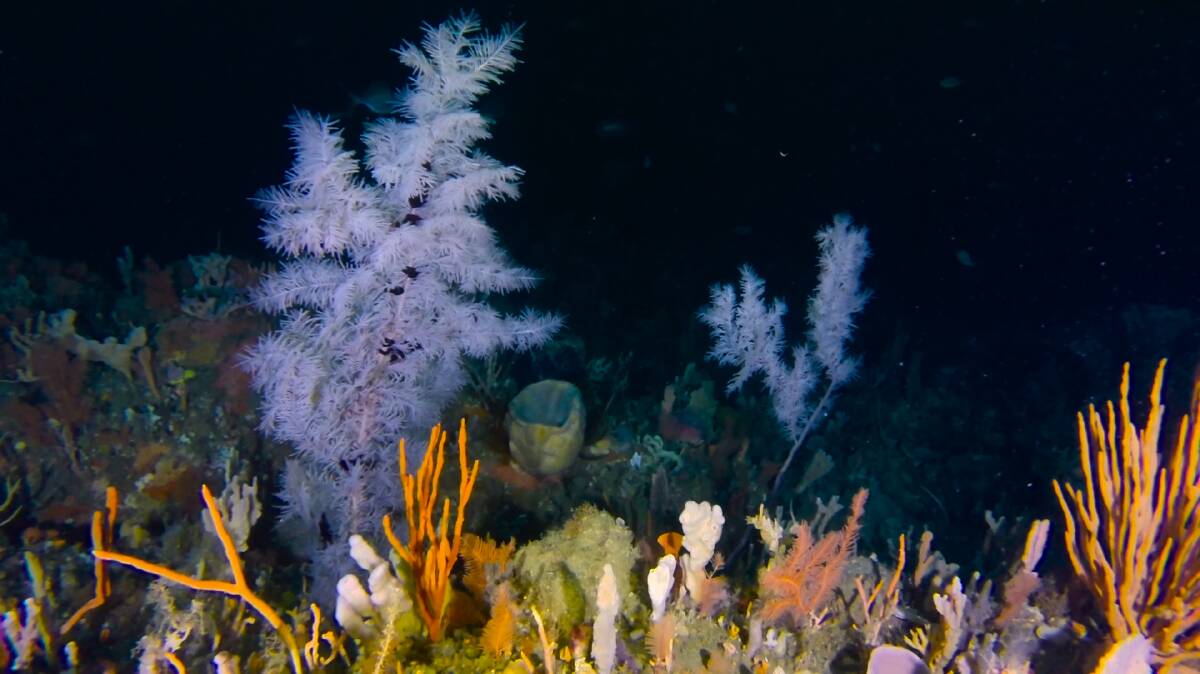Tree-forming black corals.