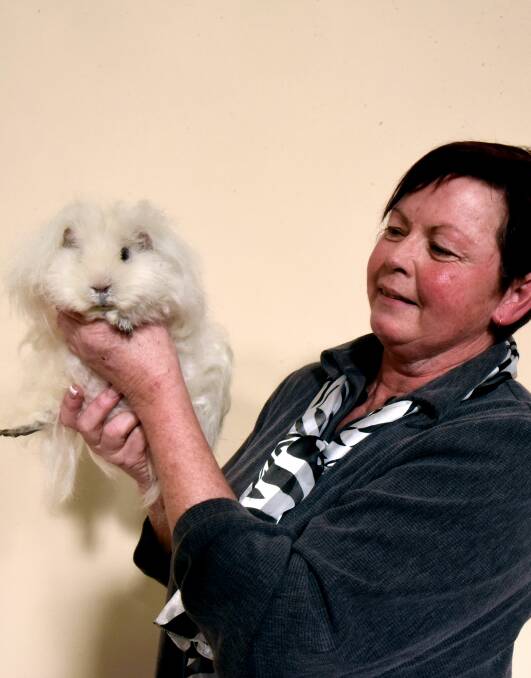 COMPETITION: Julie Spence with Bentley the texel long hair guinea pig. 
