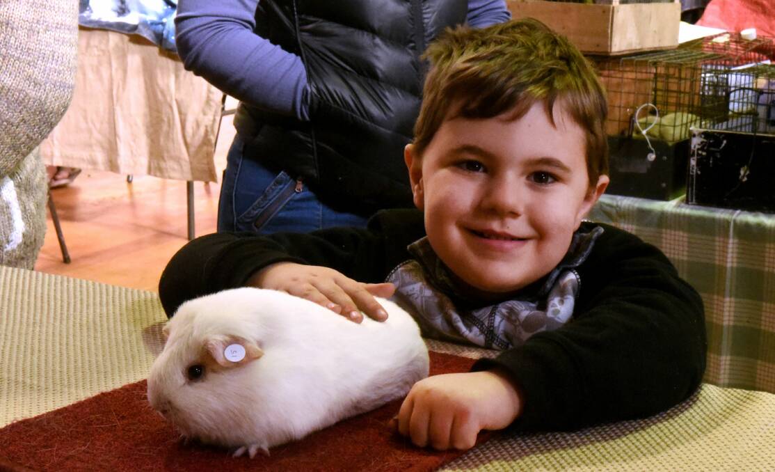 JUDGING: Dawayn Latassa waiting patiently for his pet guinea pig to be judged.