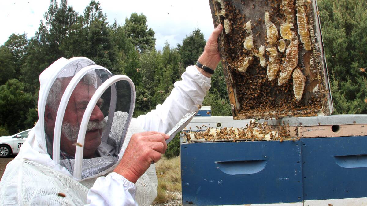 HIVES: Tasmanian Beekeepers Association president Lindsay Bourke says using bumblebees for commercial pollination will harm honey bees. 