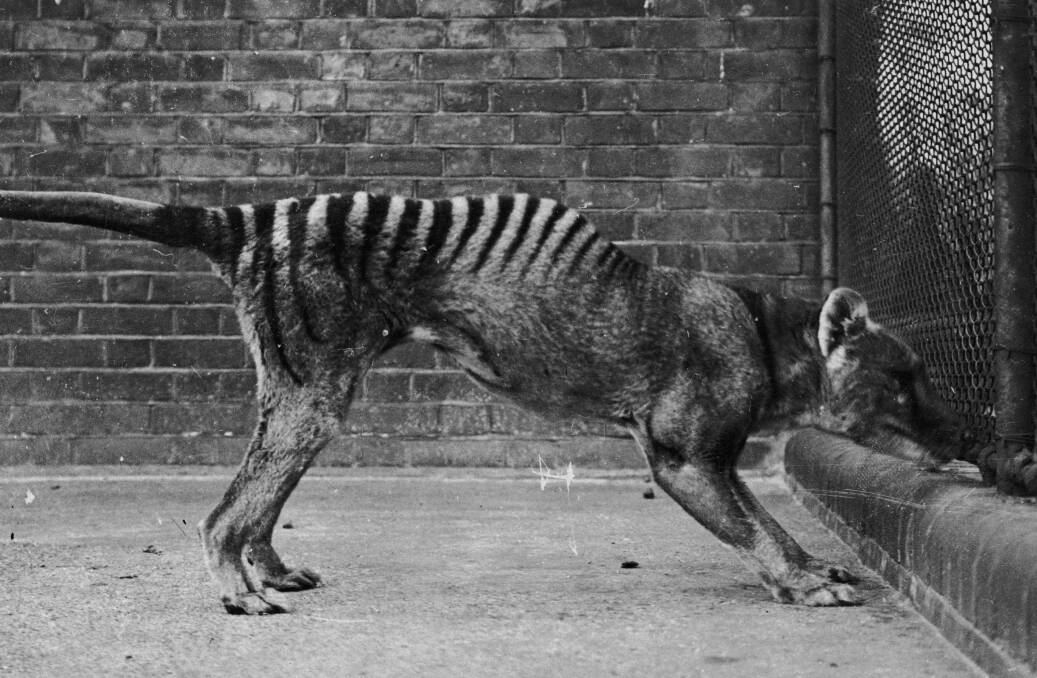 CAPTIVE: Whether thylacines are extinct or still exist causes conjecture among Tasmanians. Picture: Getty Images.