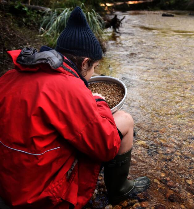 SCENIC SPOT: Sunday Examiner journalist Tamara McDonald trawls through a pan of river soil for sapphires and topaz. Pictures: Scott Gelston. 