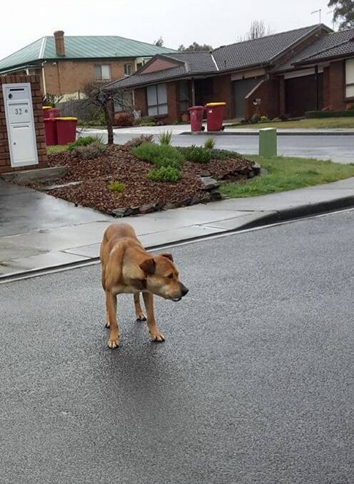 The stray dog dubbed 'Bill', who is seen wandering in Summerhill.