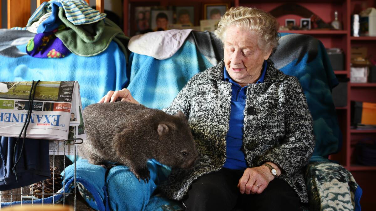 CURIOUS: Nipper the wombat gets ready to jump on Norma Baker's lap for a cuddle.