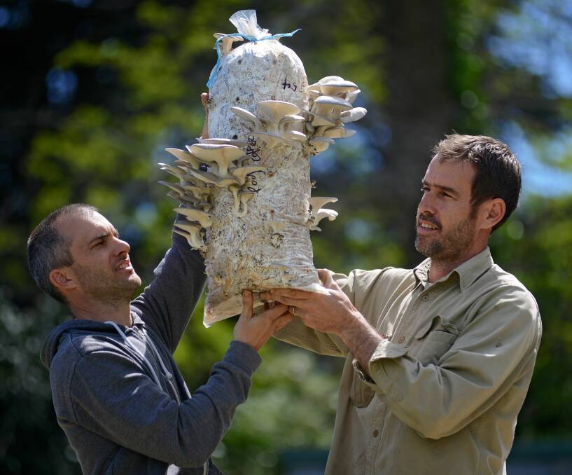 WILD SPORE: Lee Richardson and Caleb Smith hold up a bag of mushrooms, grown using coffee ground from local coffee shops. Picture: Phillip Biggs