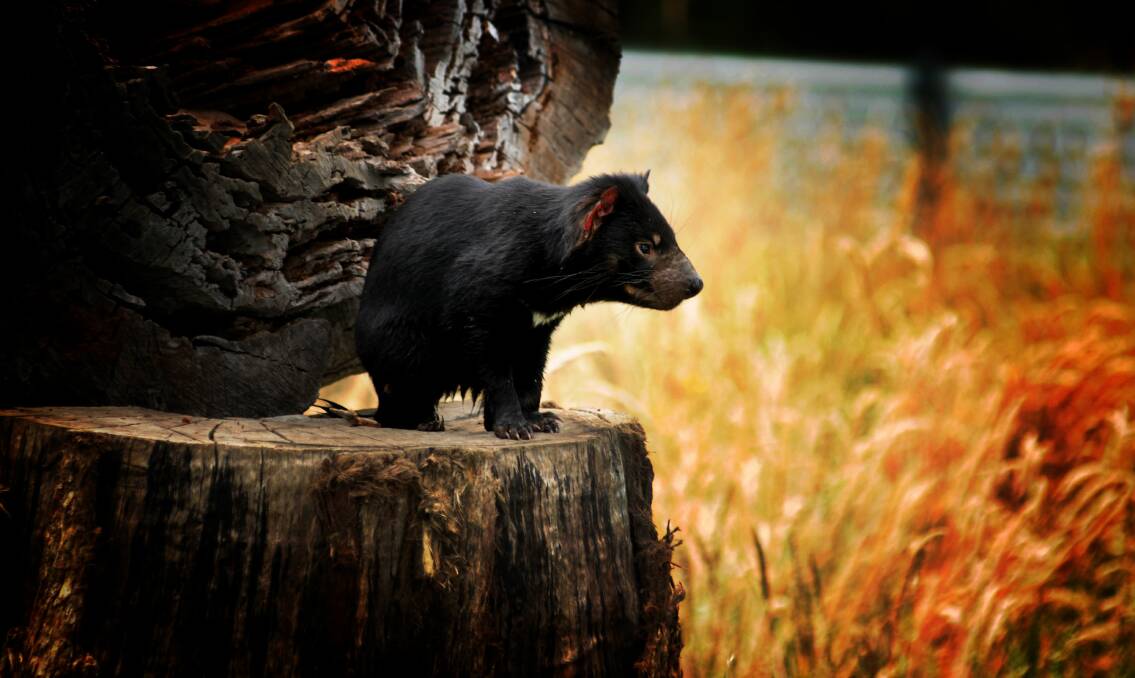 DEVIL HISTORY: The well-established Save The Tasmanian Devil Program was set up in 2006 to safeguard the species. 