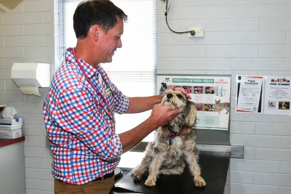 WARNING: Veterinarian David Allen cautions dog owners about the risk of snail bait, and to watch out for things like snakes and ticks in the warmer months. Dr Allen is pictured examining dog Callie. Picture: Neil Richardson.