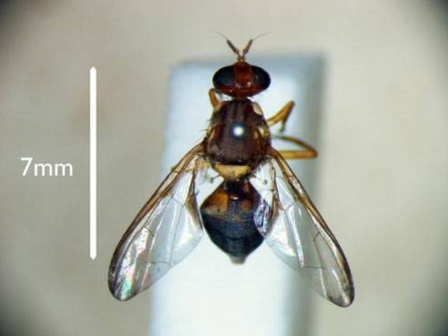Bactrocera fruit fly. Picture: DPIPWE